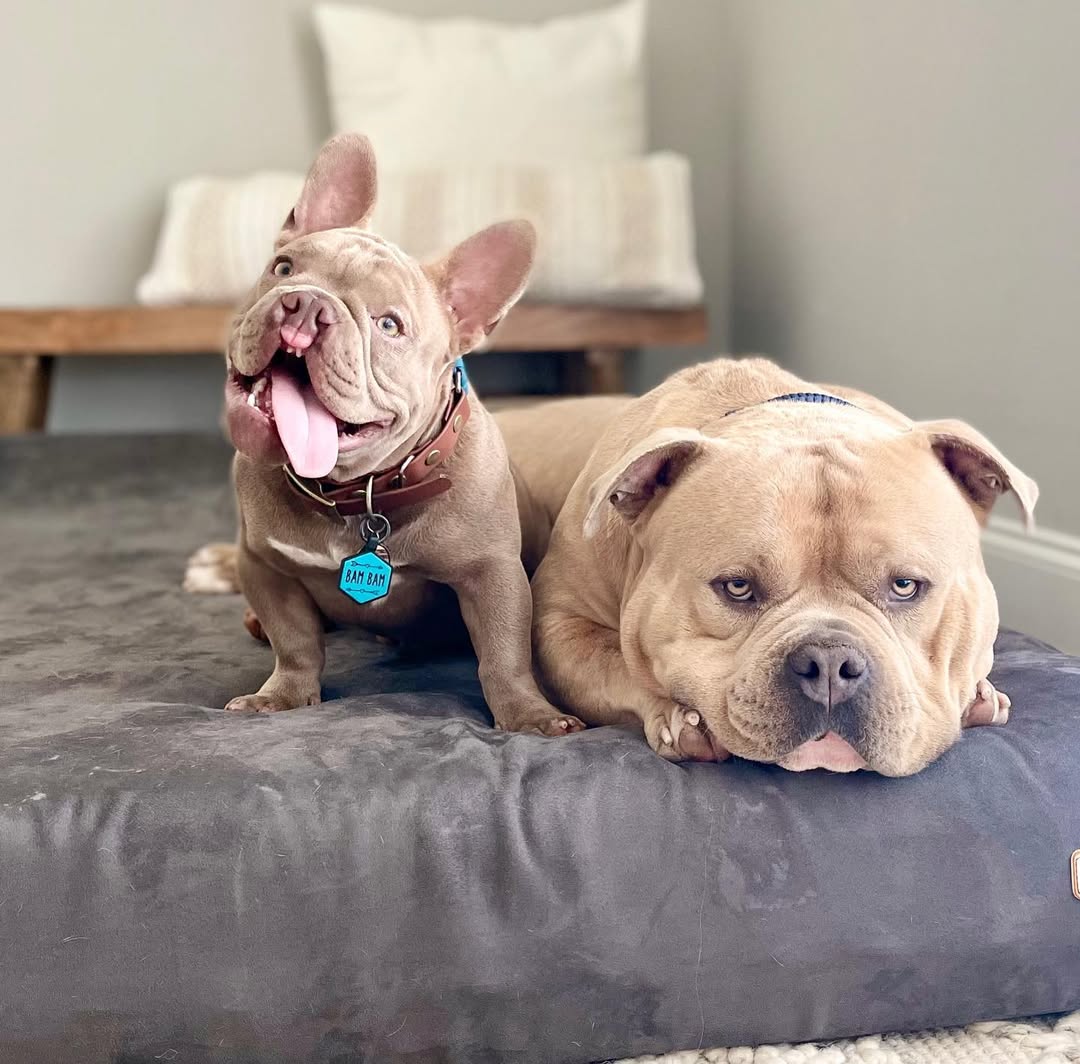 two sweet dogs laying on bed