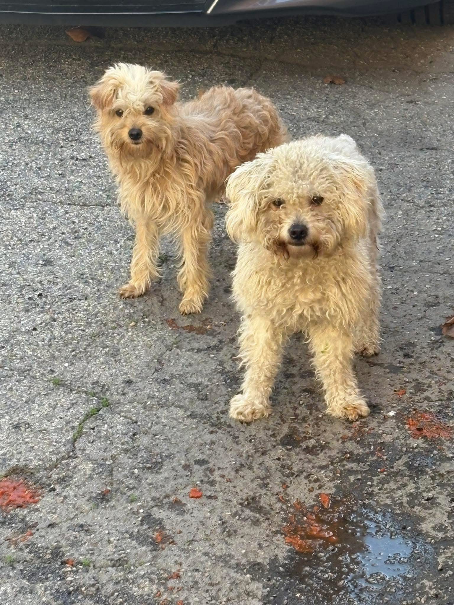 two sweet dogs