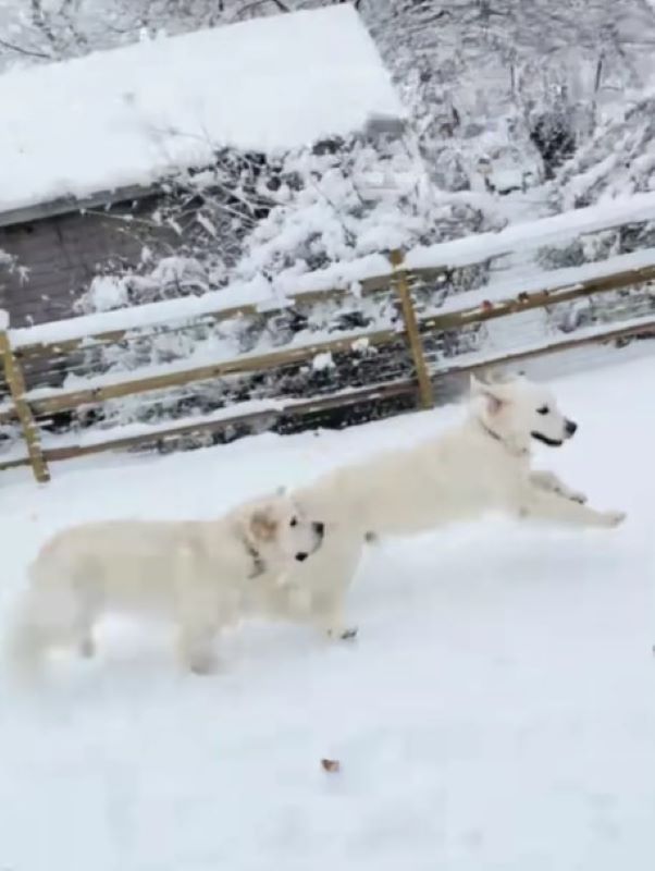 two white dogs in snow