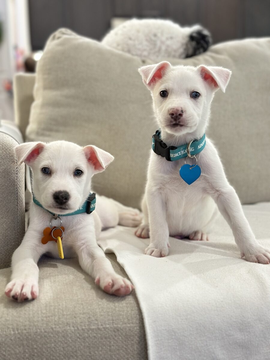 two white puppies