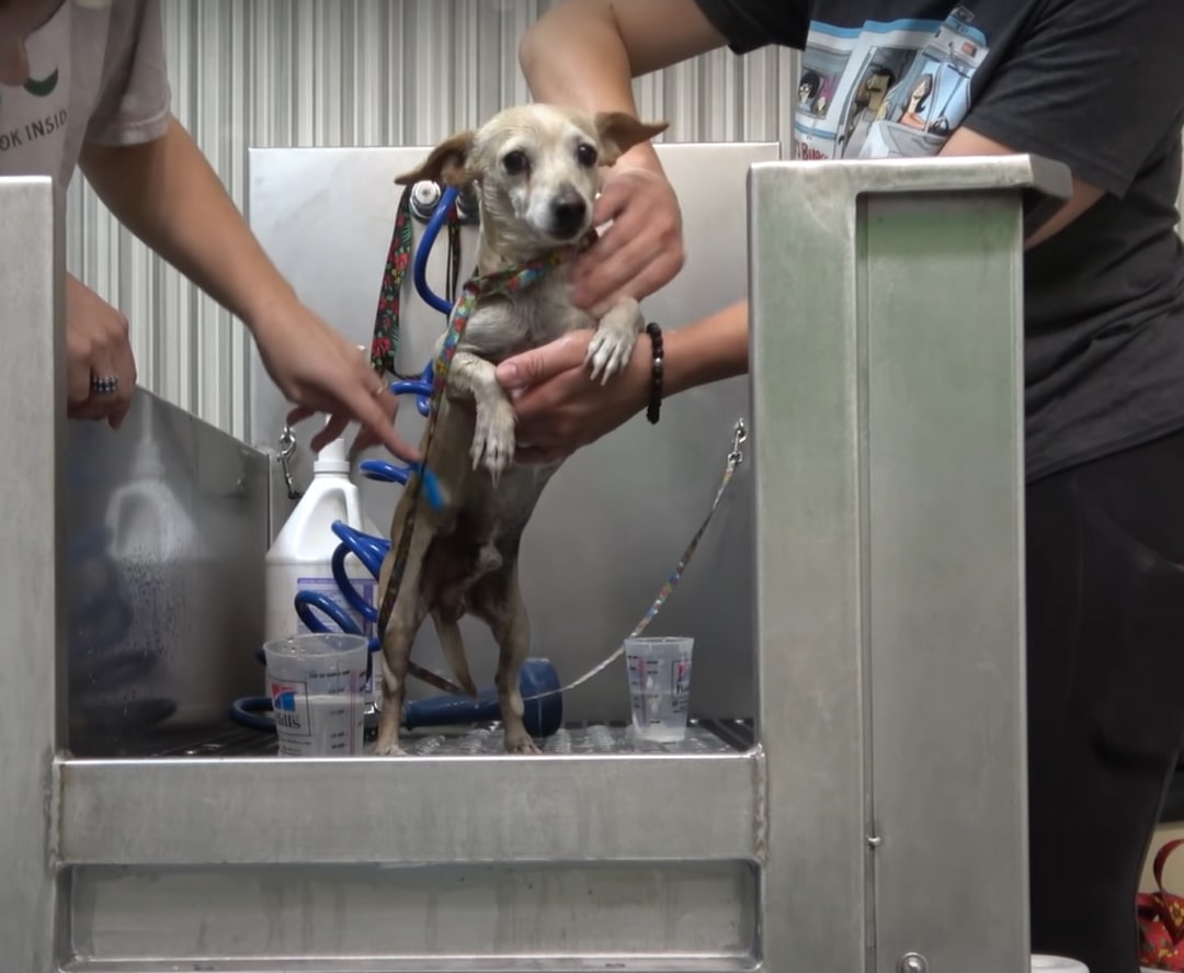 two women are bathing a dog