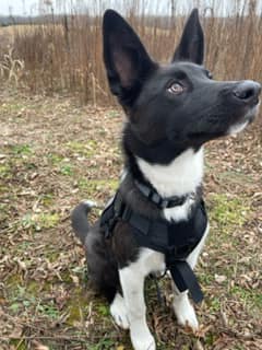 very beautiful black puppy