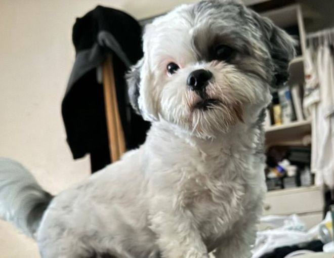 very cute white puppy