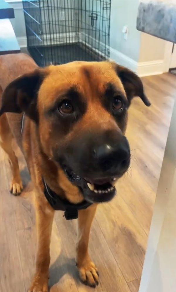 very sweet dog in house