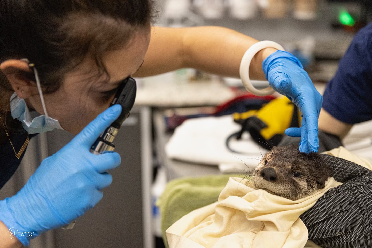 vet examining an otter