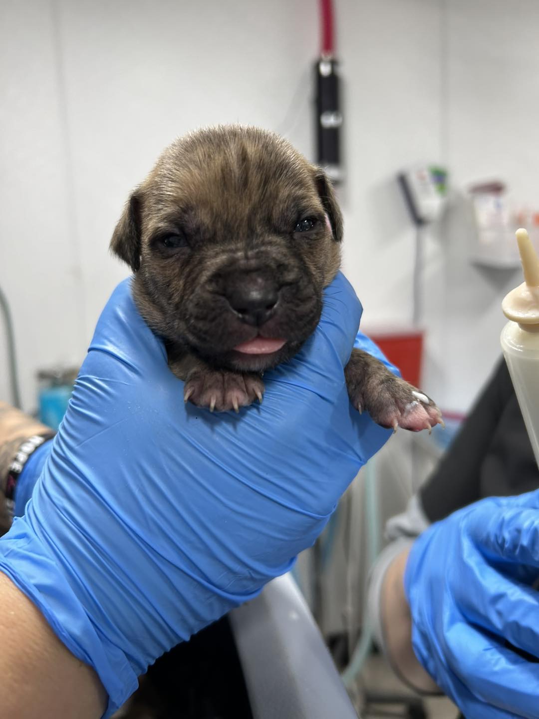 vet holding newborn puppy