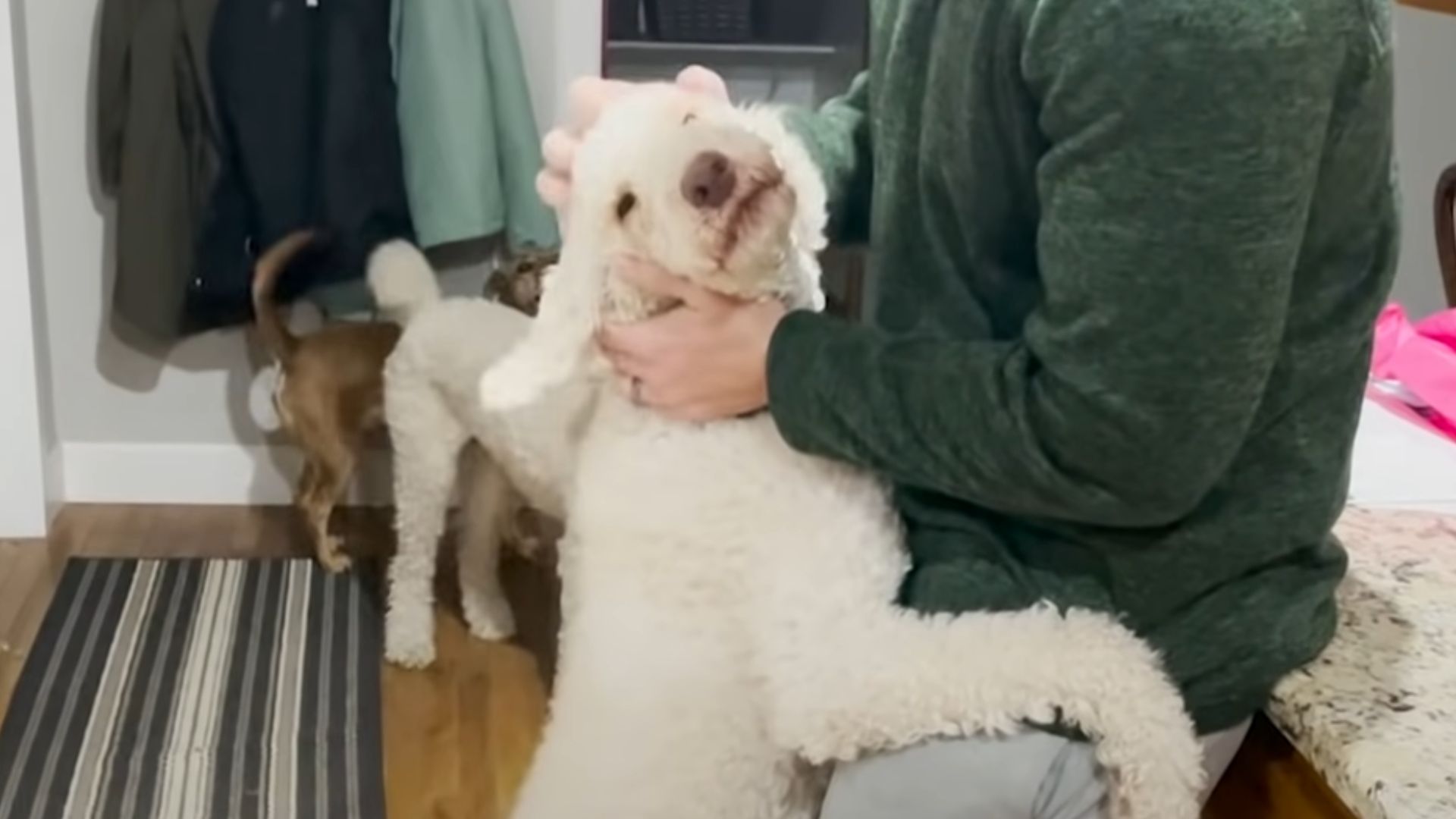 white Poodle