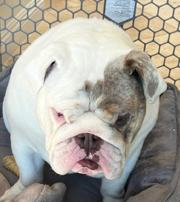 white bulldog