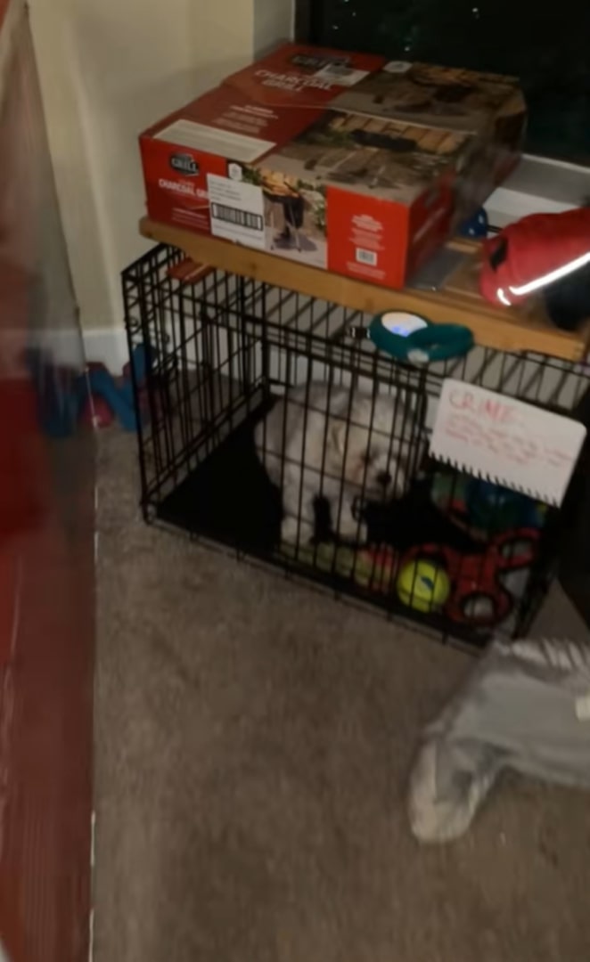 white dog in crate