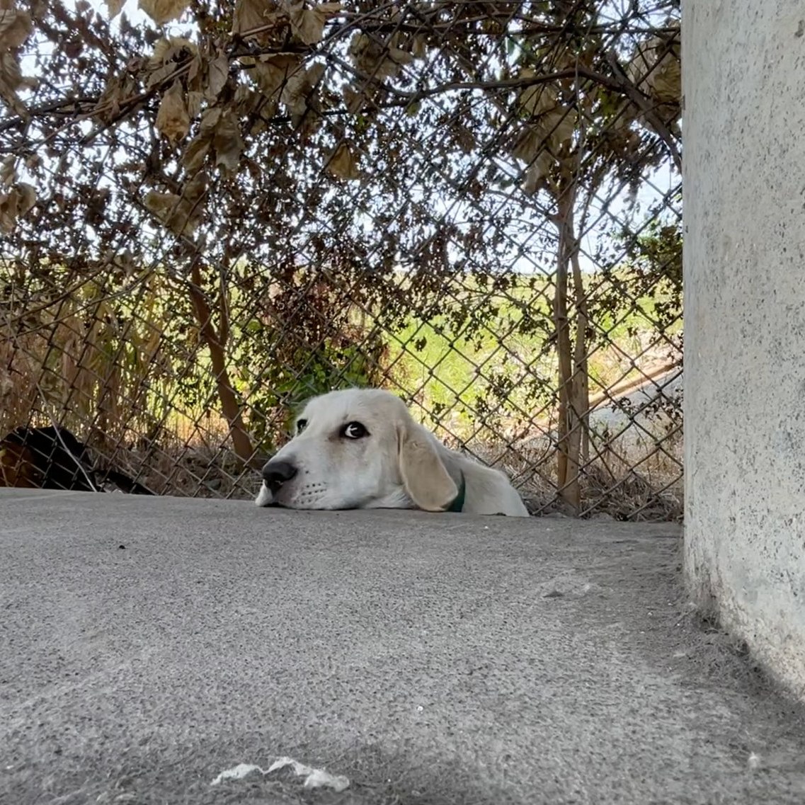 white dog in garden
