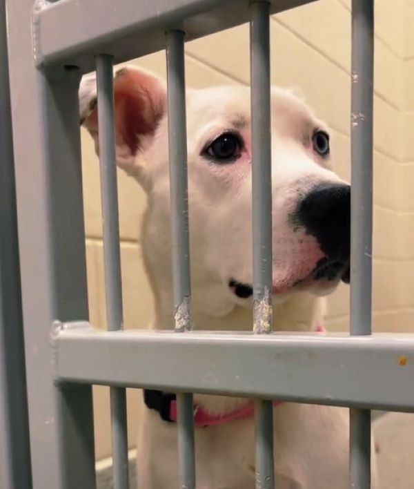 white dog in shelter