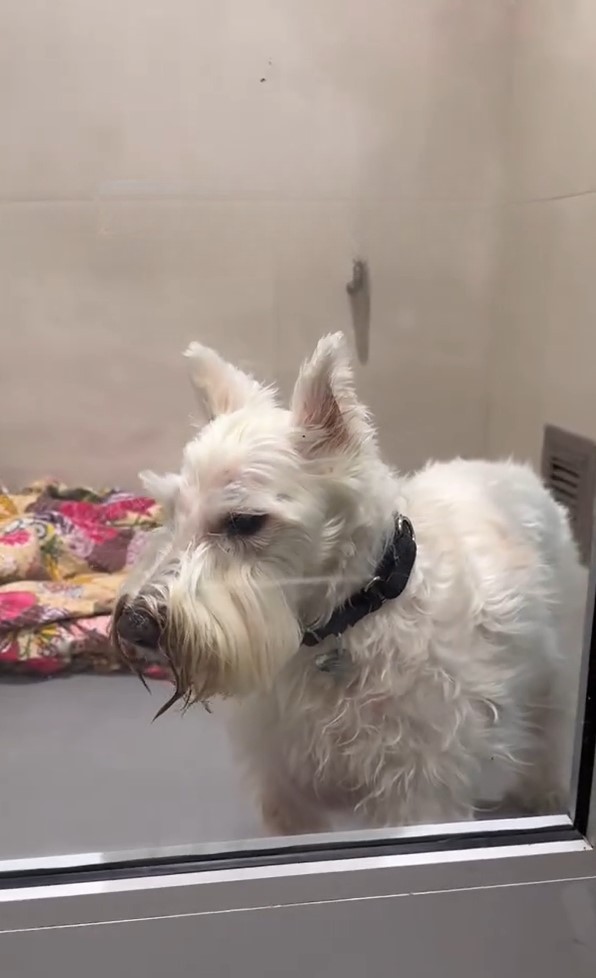 white dog in shelter