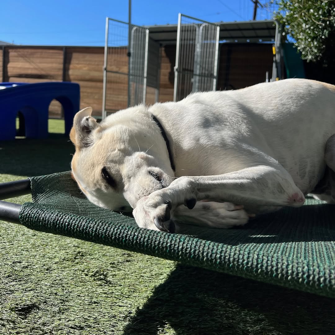 white dog laying down