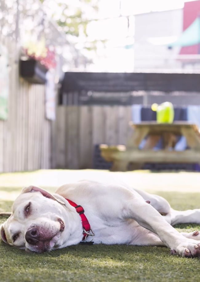 white dog laying down on floor