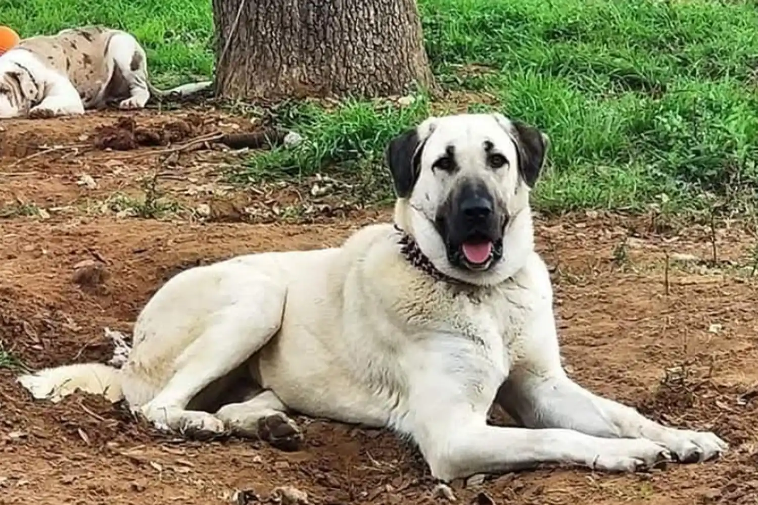 white dog laying down on ground