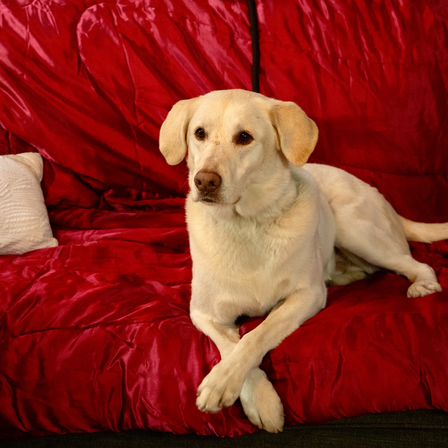 white dog laying on couch