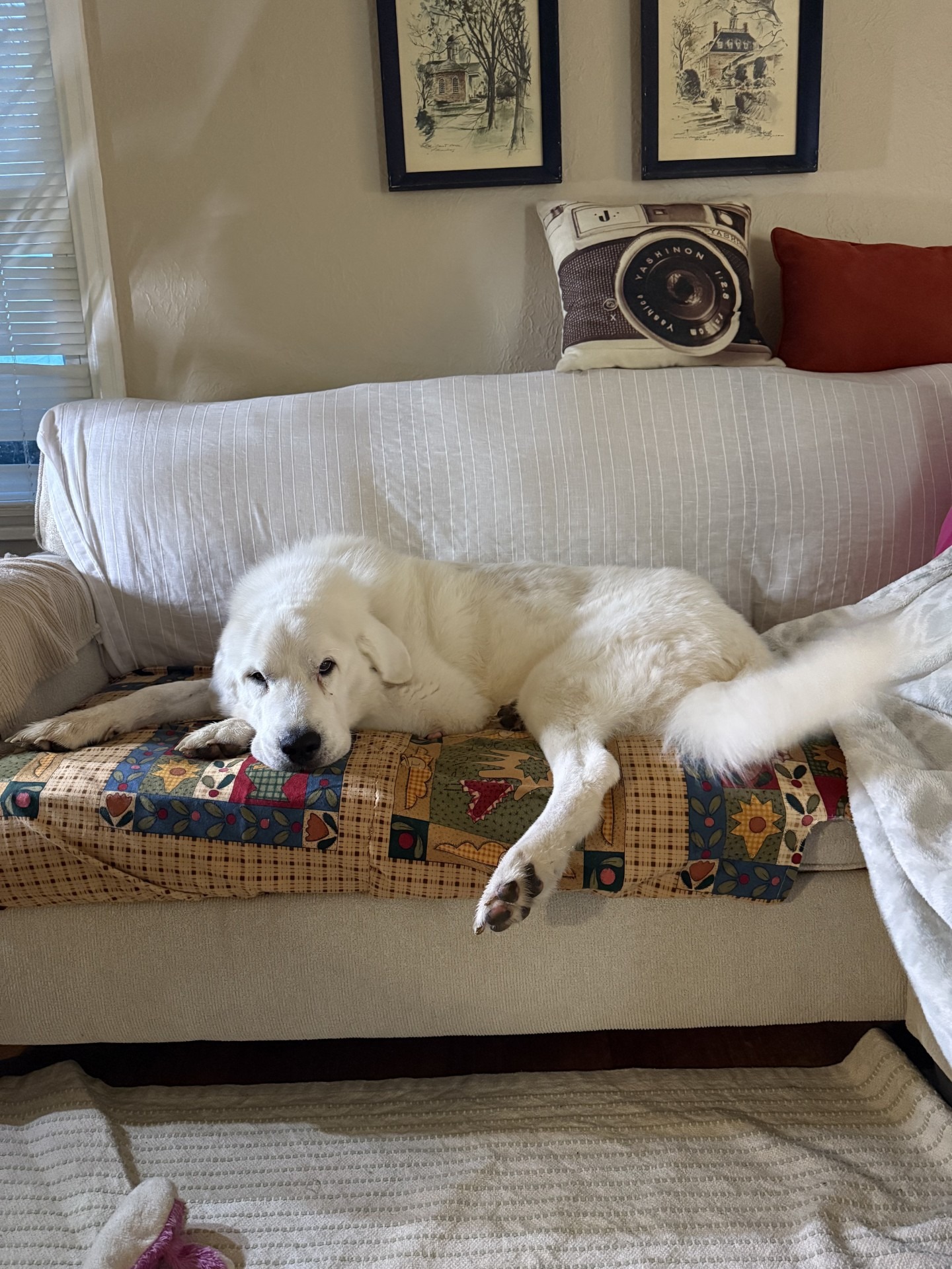 white dog laying on couch