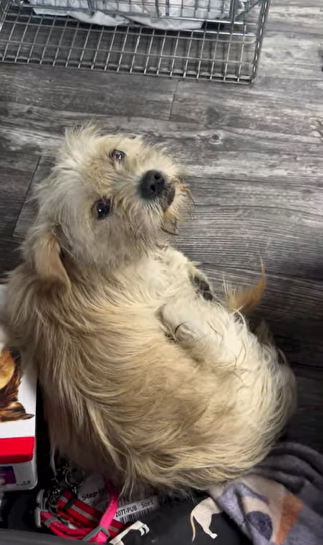 white dog laying on floor