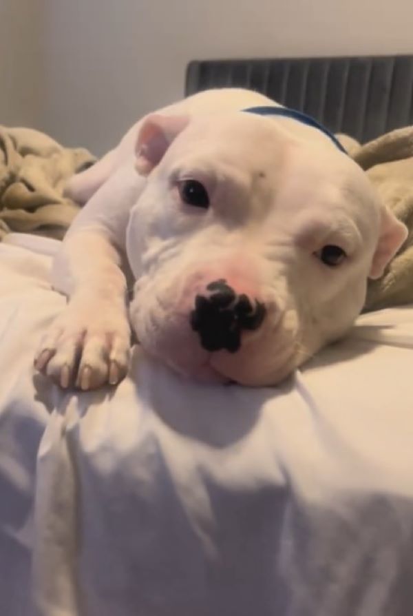 white dog lying on the bed