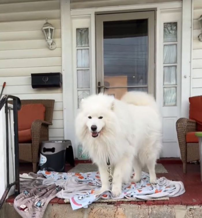 white dog on porch