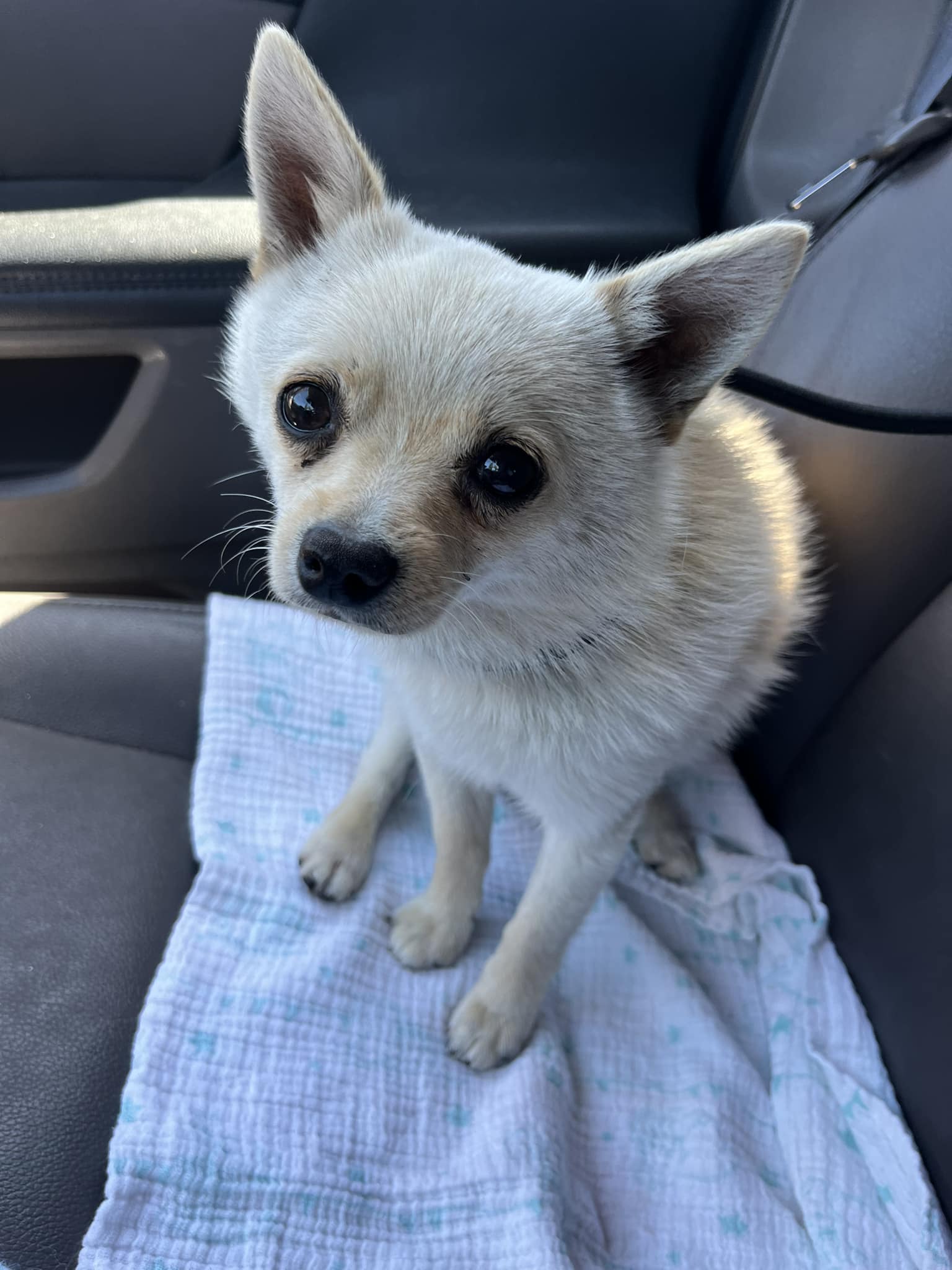 white dog sitting in car