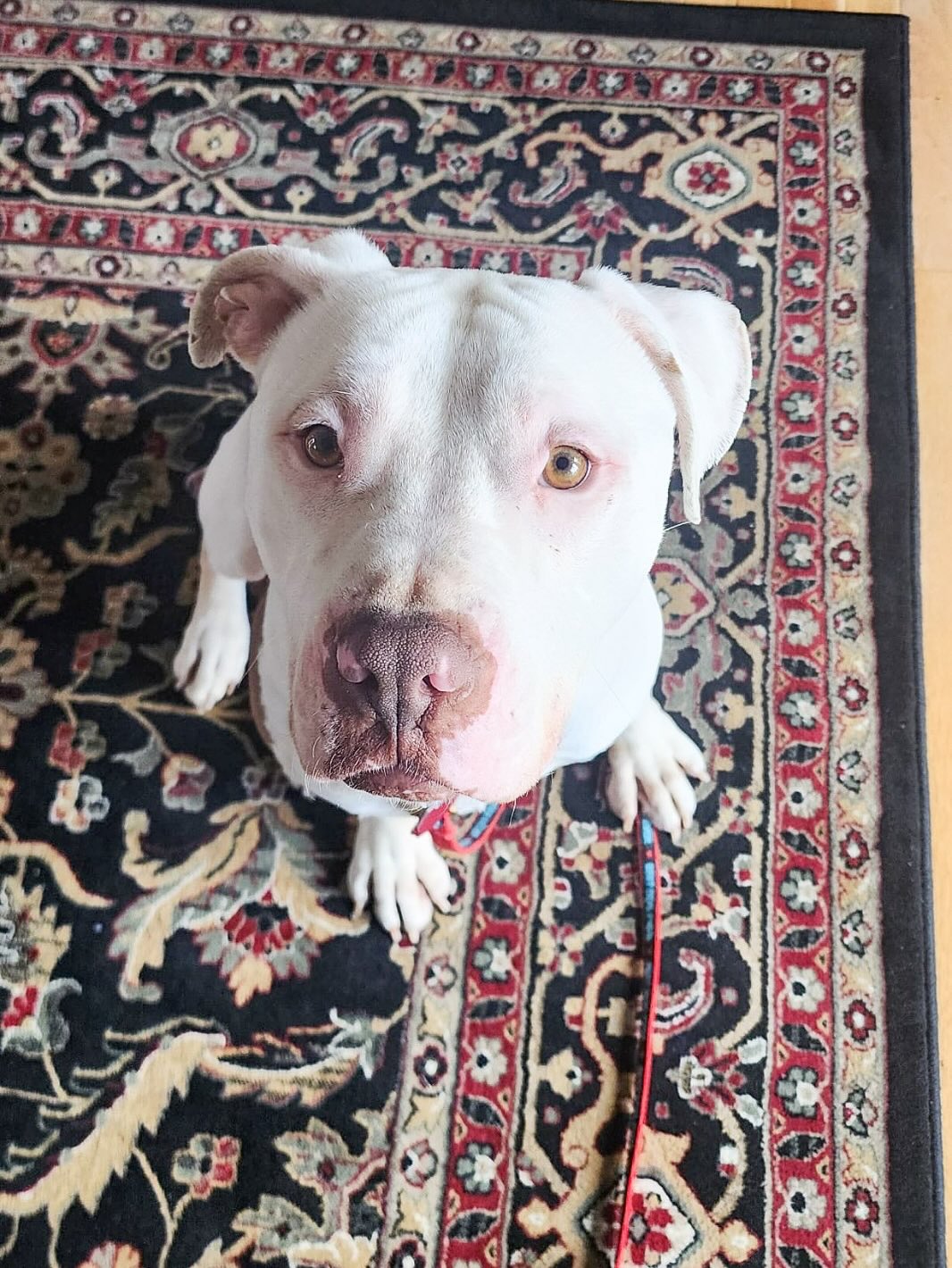 white dog sitting on rug