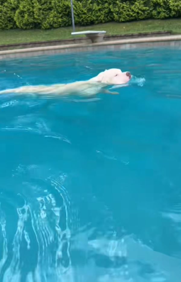 white dog swimming