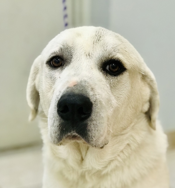 white dog with black eyes