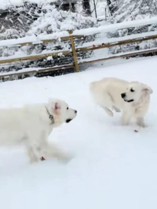 white dogs in snow