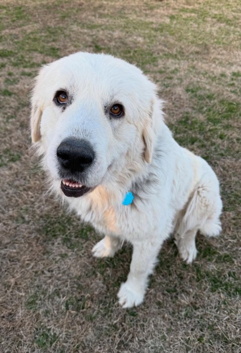 white labrador sitting on the grass