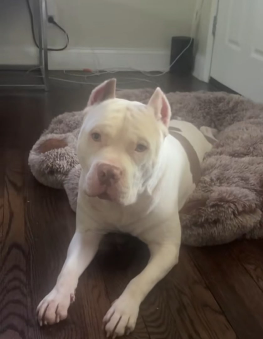 white pit bull lying on a pillow