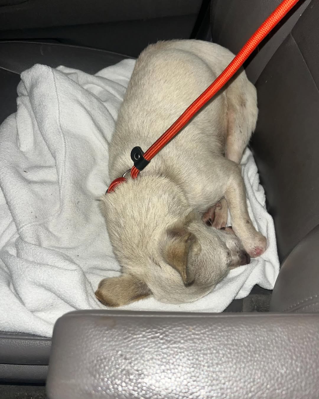 white pup laying down