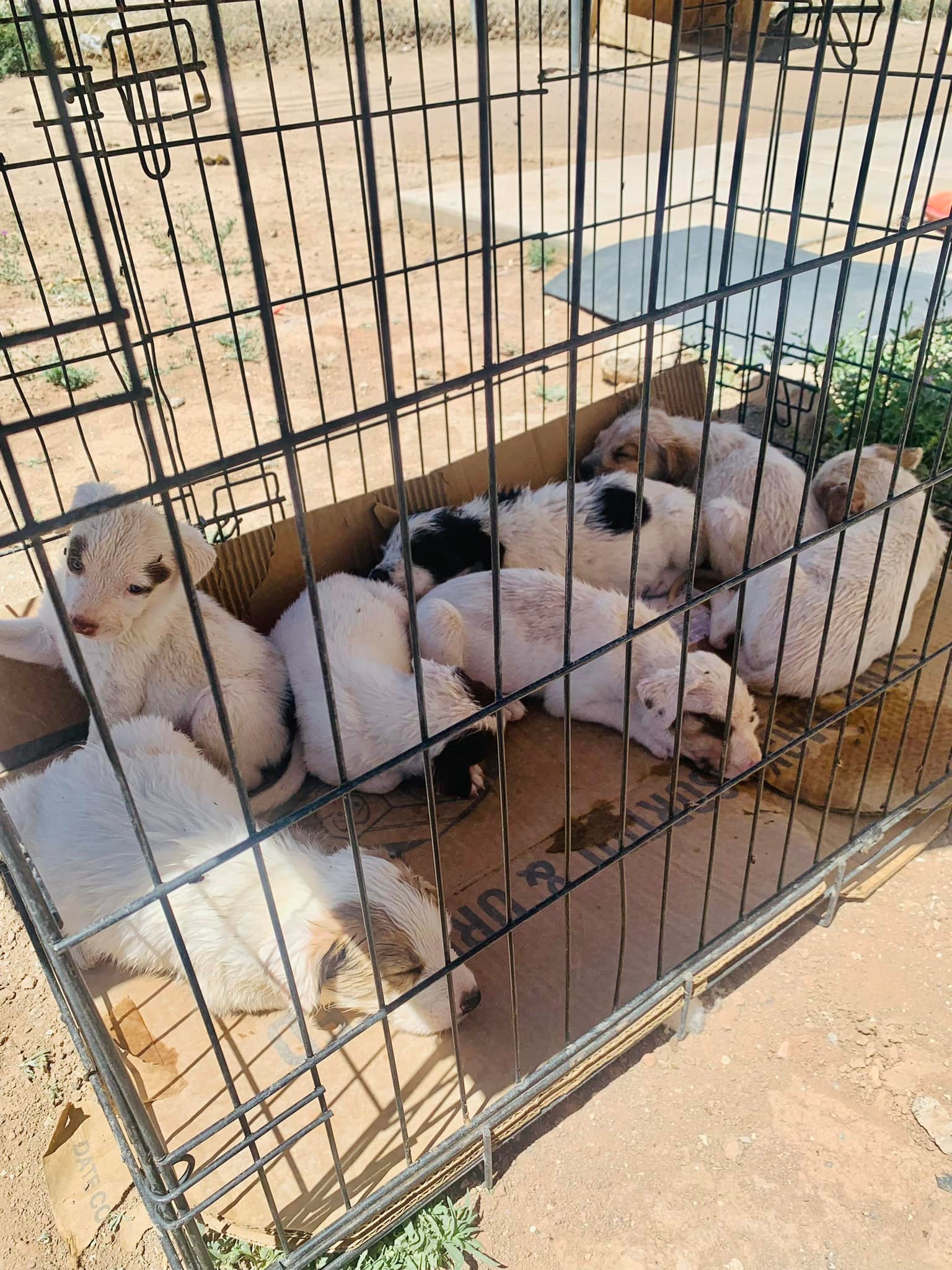 white puppies in crate