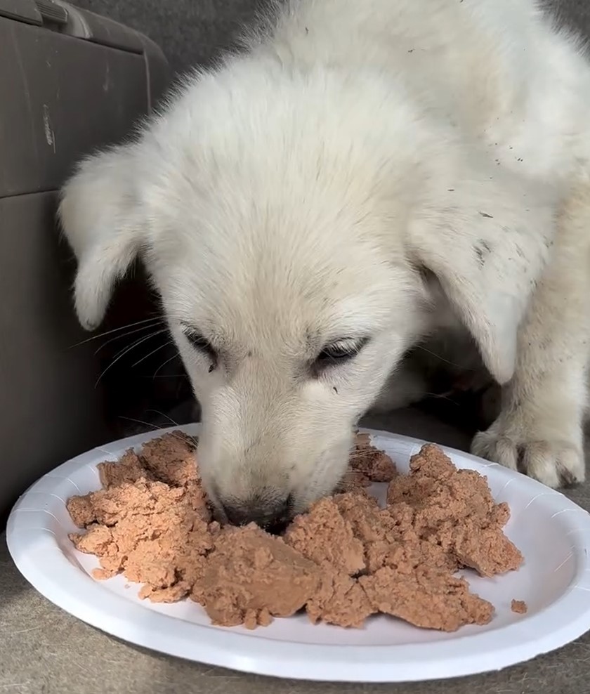 white puppy eating
