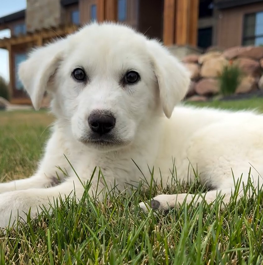 white puppy laying down