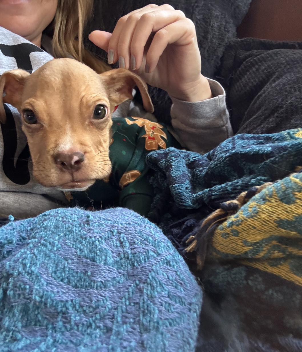 woman and brown puppy