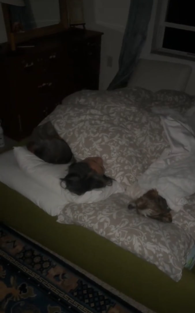 woman and dog in bed