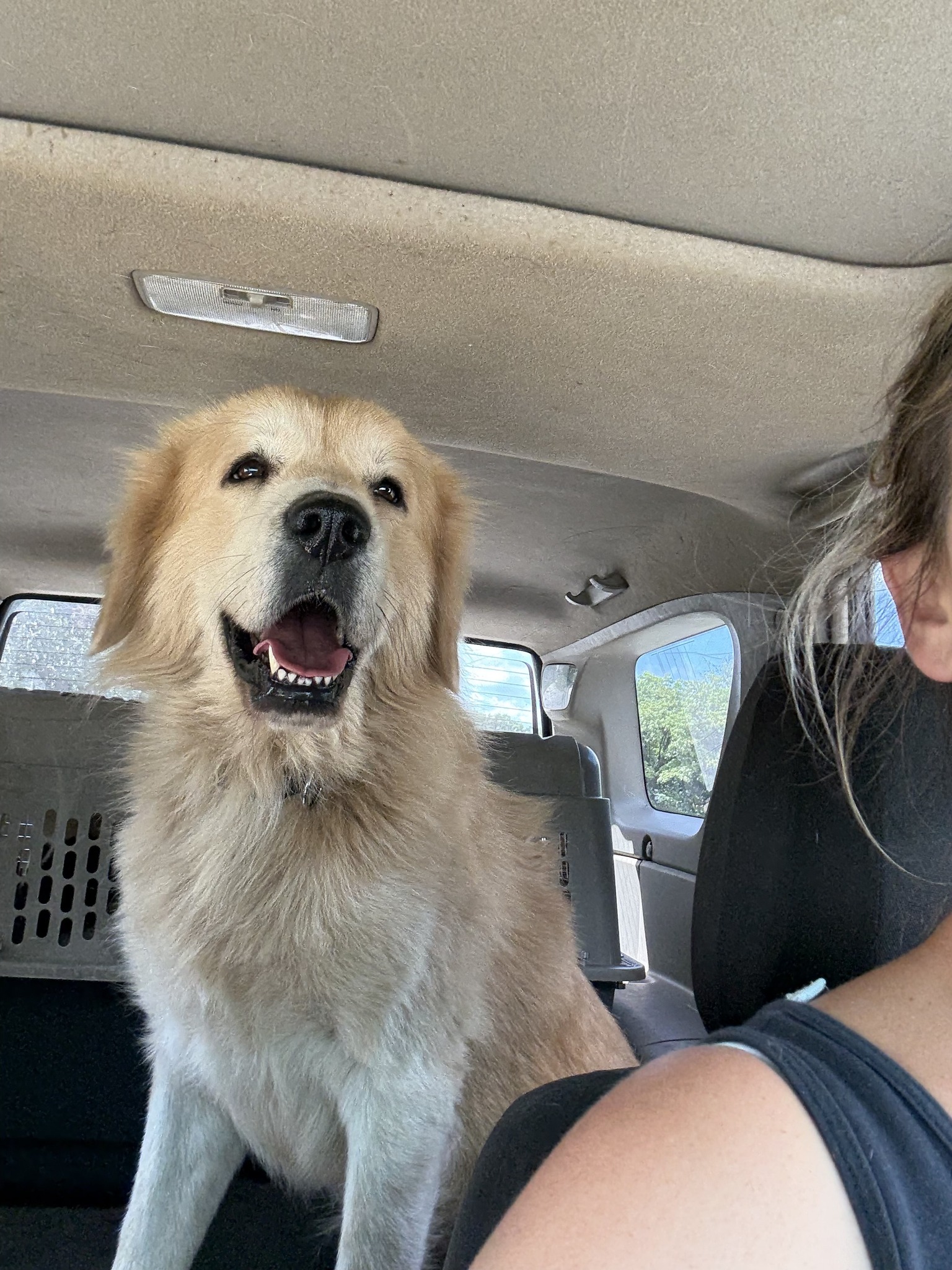 woman and dog in car