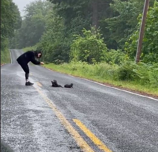 woman and otters on road