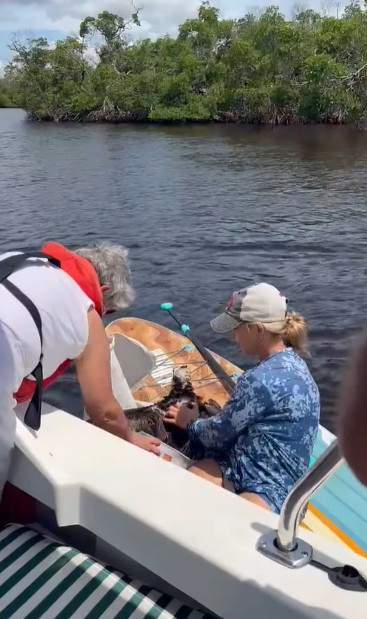 woman and saved bird