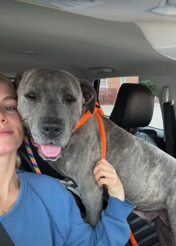 woman and senior gray dog in car