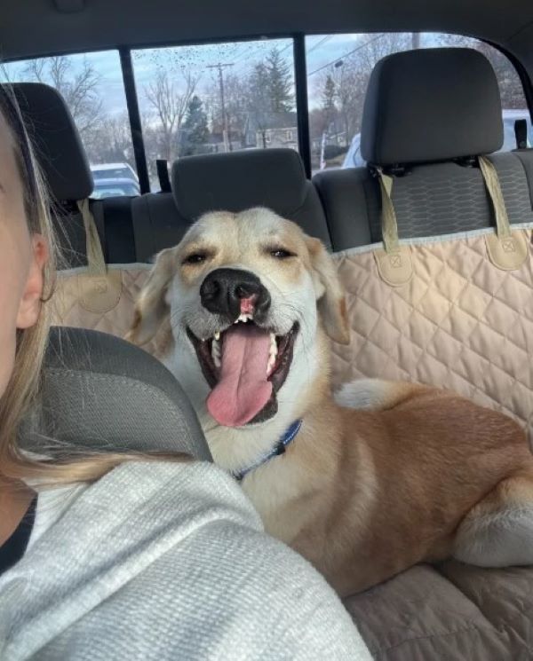 woman and sweet dog in car
