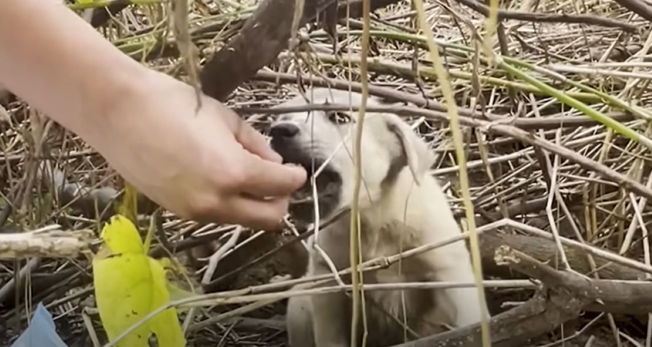 woman feeding a puppy