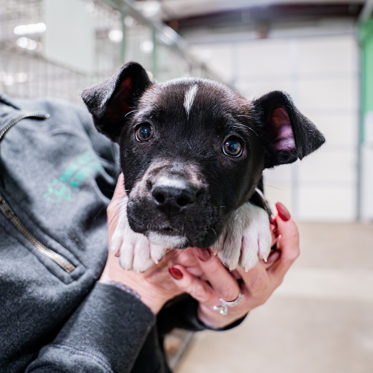 woman holding a black puppy