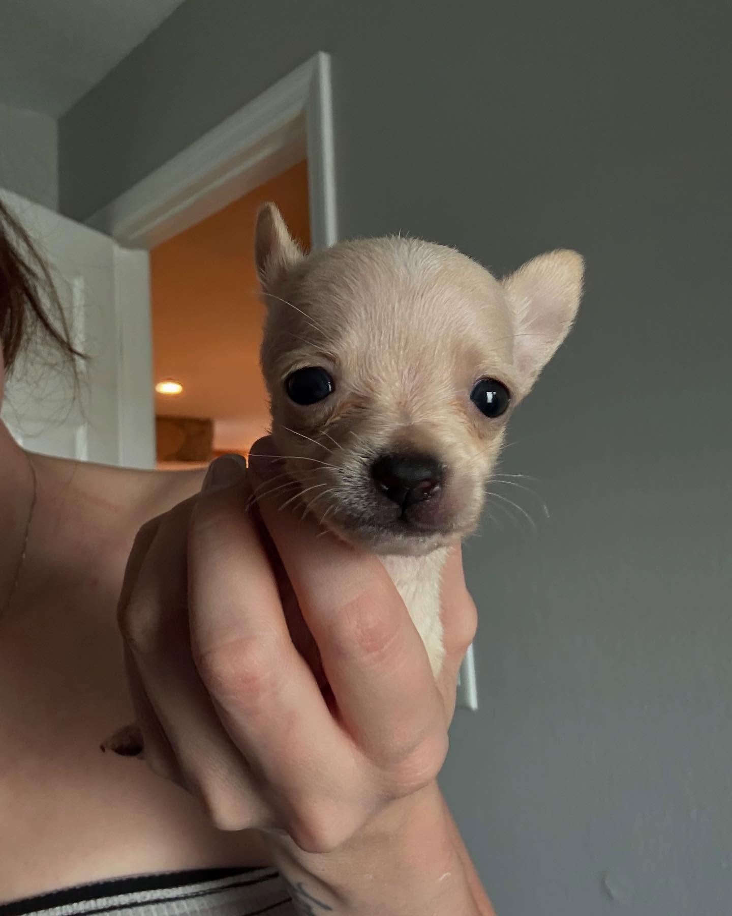 woman holding a newborn puppy