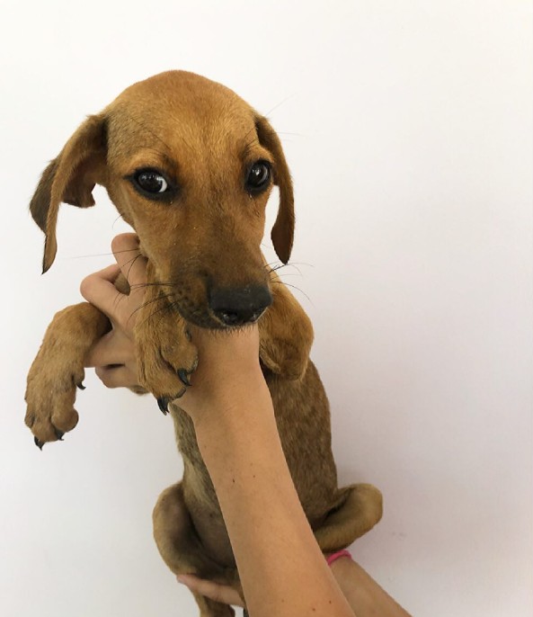 woman holding a puppy in her hand
