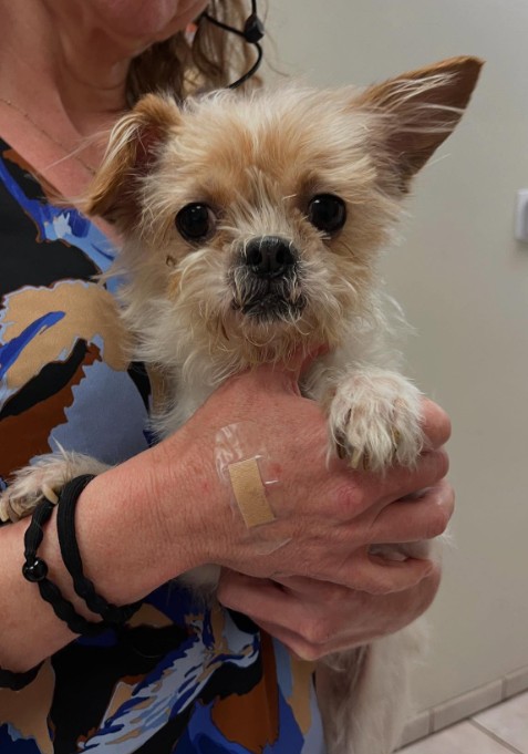 woman holding a puppy in her hand