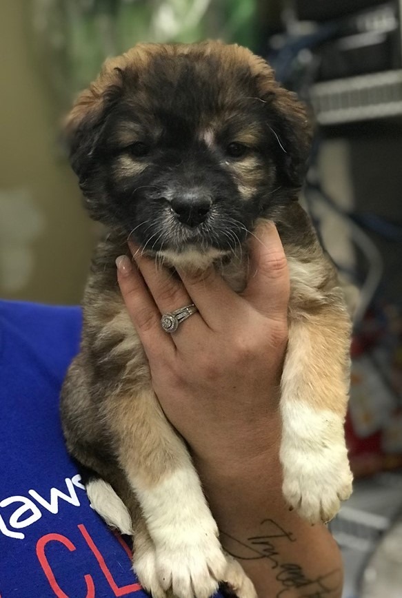 woman holding a tiny puppy