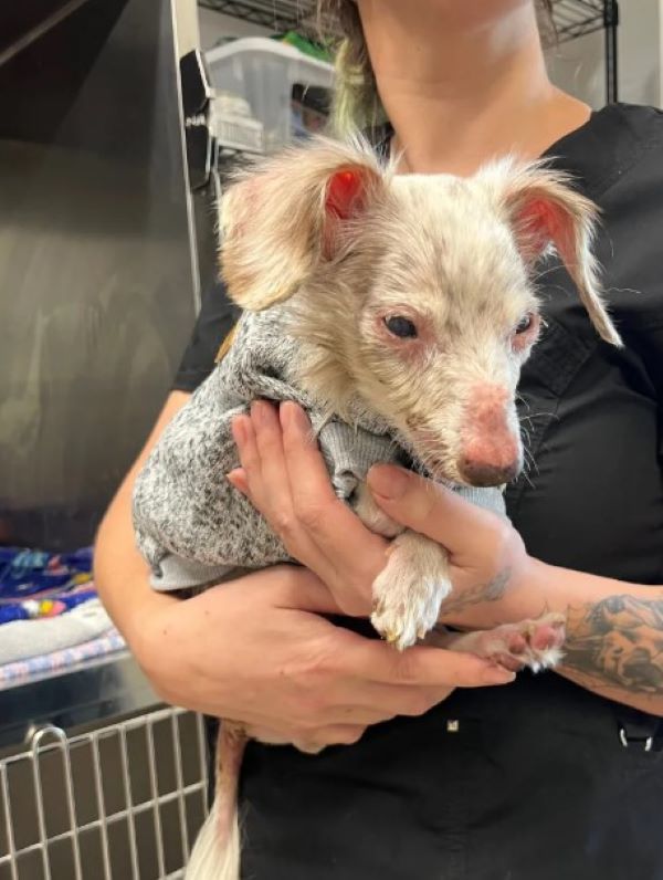 woman holding a tiny white dog