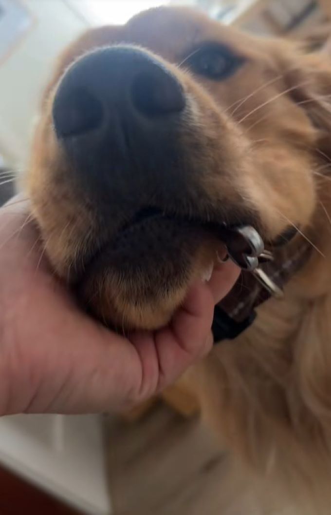 woman holding dog by the muzzle